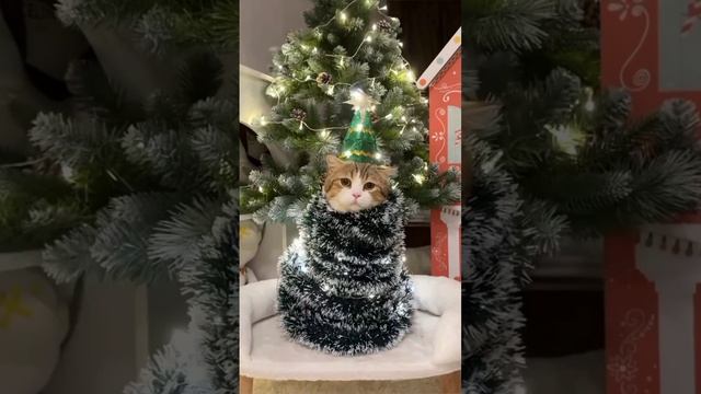 СЕВИРИНА "На чужом пиру" #севирина #юмор #котики #новыйгод #песня #музыка