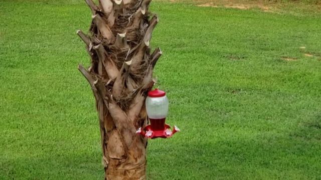 Как выглядят пальмы уже оказывается месяц спустя.. а я думал прошло недели 3 :)