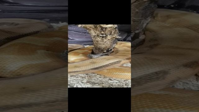 VID_20240523_062516.mp4