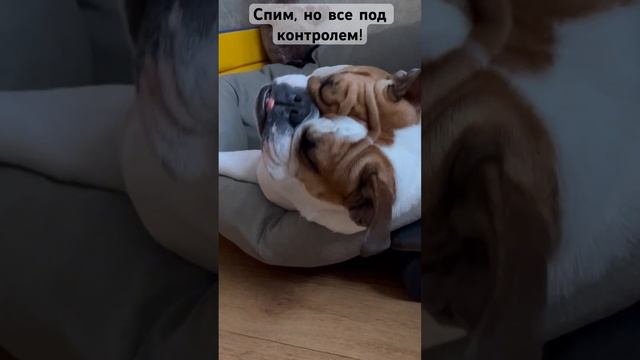 #shorts #bulldog #englishbulldog #собака #dog #shortsfeed #охраннаясобака #shortsvideo #dogshorts