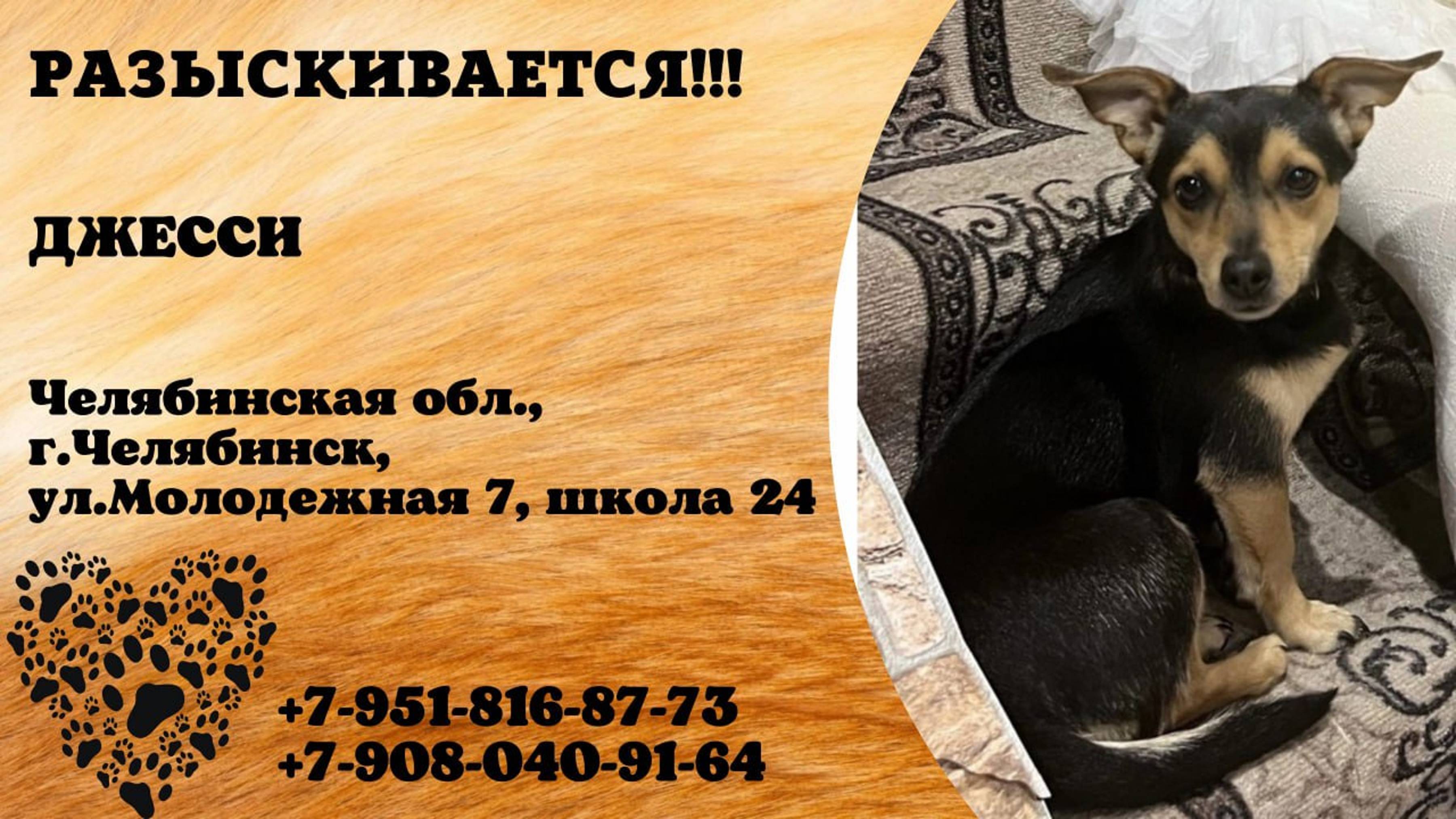 Пропала собака! ДЖЕССИ. Челябинская обл, г.Челябинск