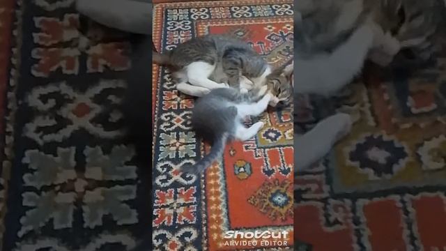 смешное воспитание