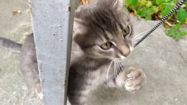 Котёнок играет со шнурком от моей ветровки