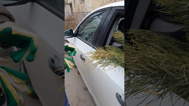 Купили сосну🌲😃