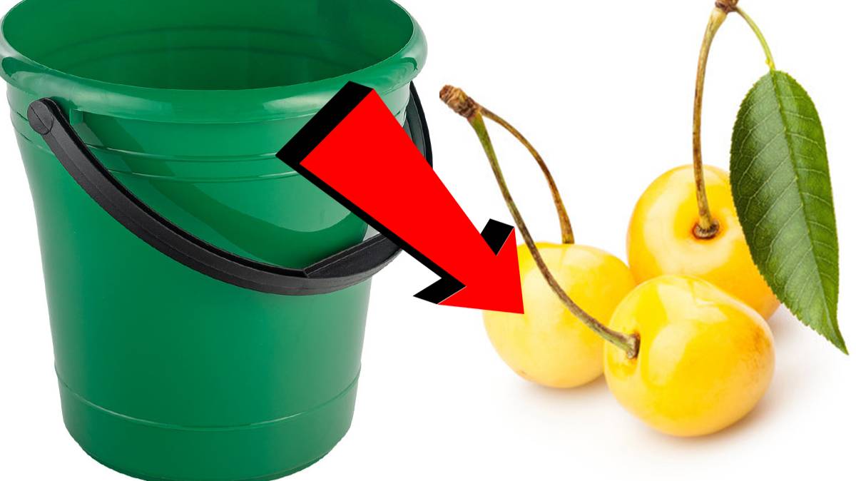 Как подкормить черешню За 3 Секунды