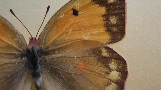 ИЗ МИРА: 115. Colias croceus (желтушка шафрановая)