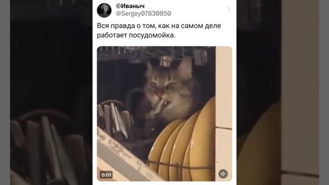 котомойка