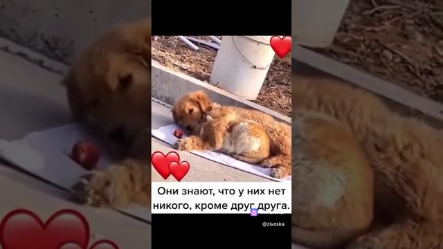 Вот такая любовь!!!