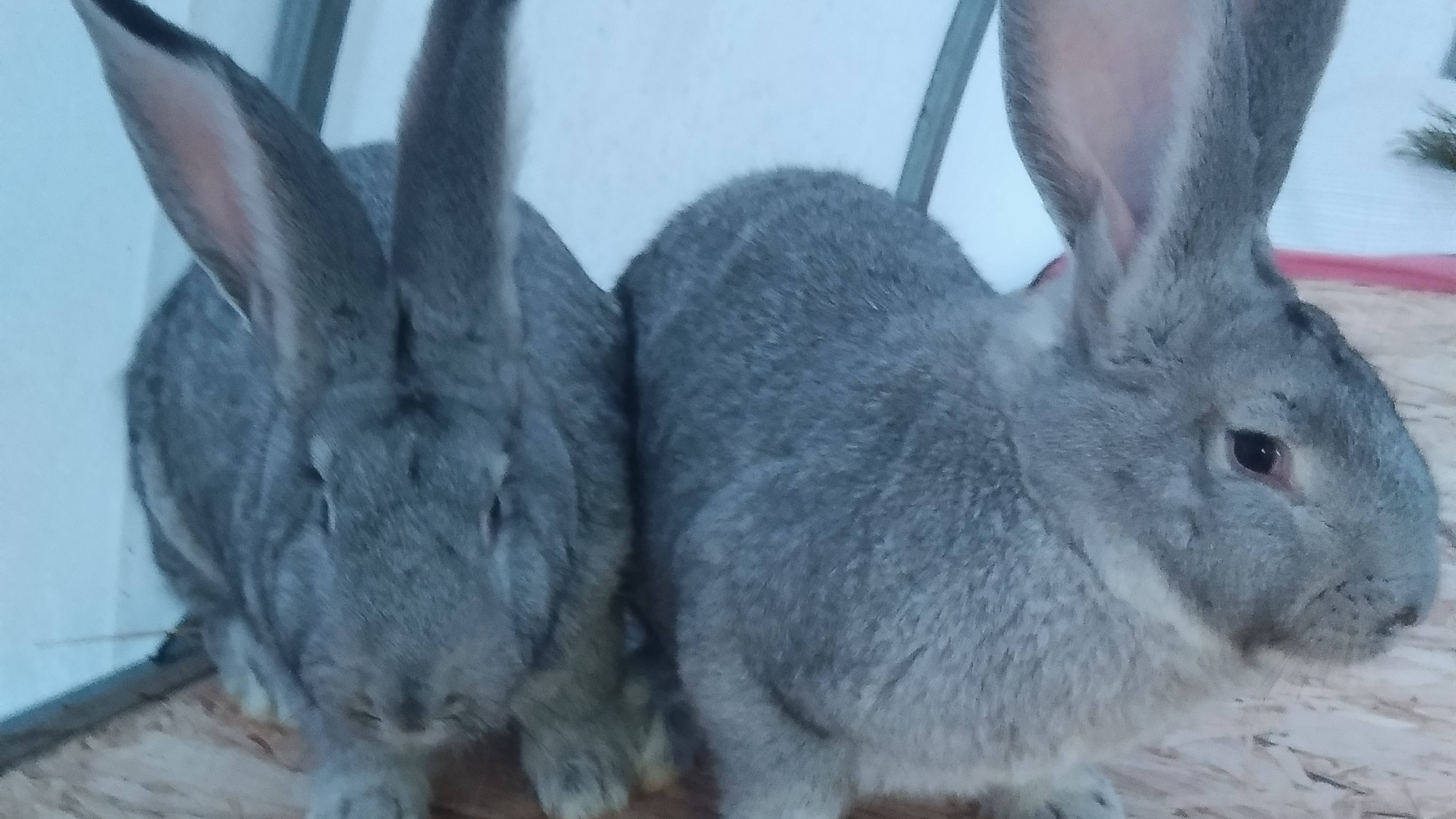 Самочки Бельгийский великан