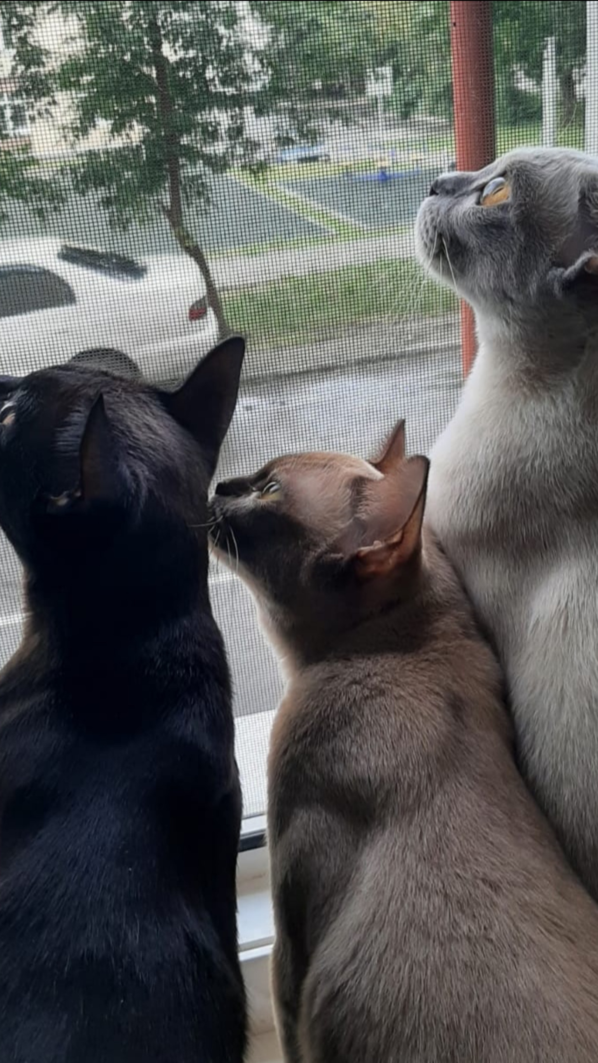 Котята европейской бурмы в соболином окрасе🥰