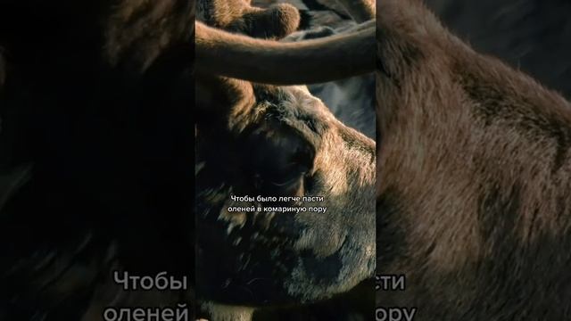 самая трудная пора в жизни оленеводов.