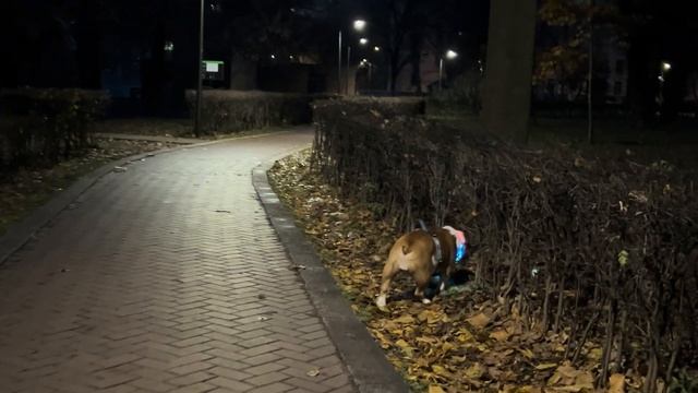 Утро, мячик и ветка