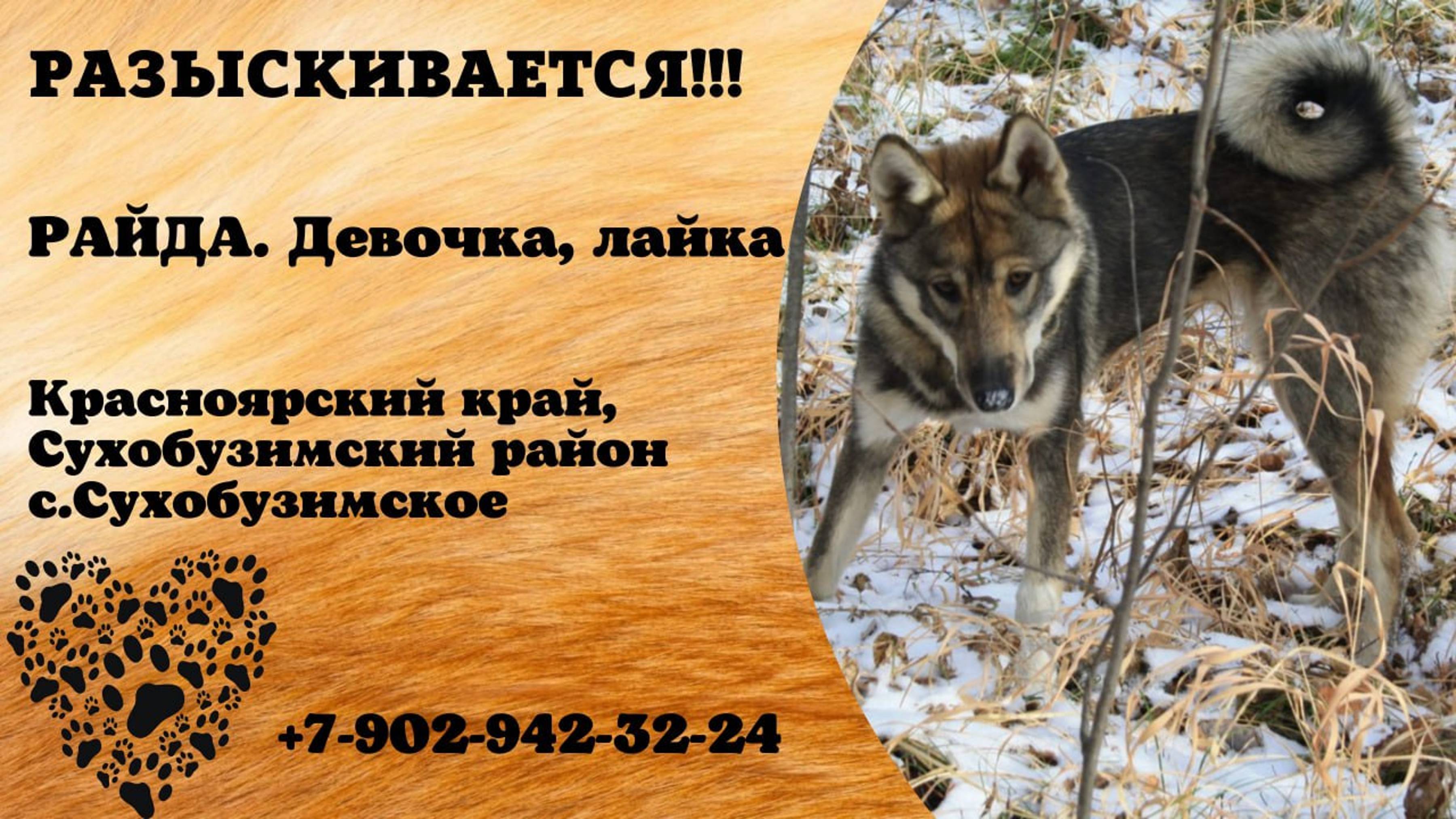 Пропала собака! РАЙДА. Лайка. Красноярский край, Сухобузимский р-н, с. Сухобузимское