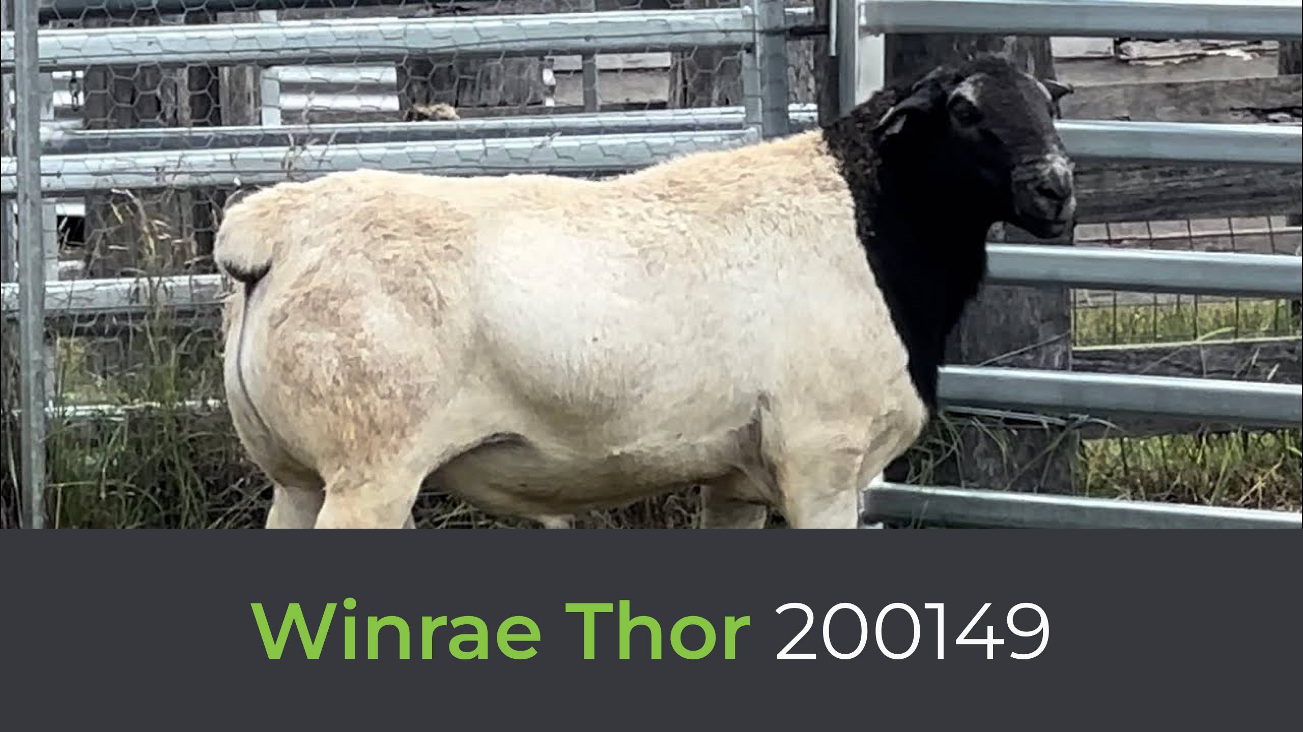 Дорпер Winrae Thor 200149