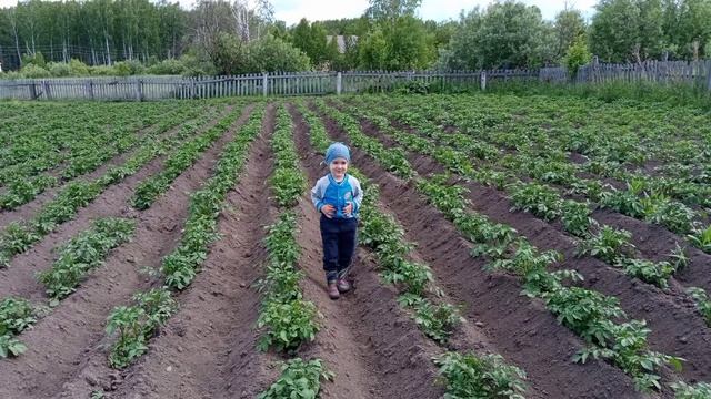 Обзор нашего огорода (вкуснятина в конце)