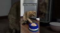 Мам.....я не хочу кушать эту фигню.... 🤢🤮😟 #yoda #йода #yodababy