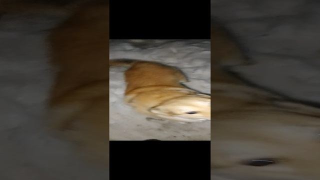 Собака из Пионера