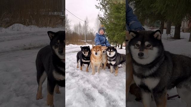 Ждём Новогоднего чуда . Собаки породы Сиба