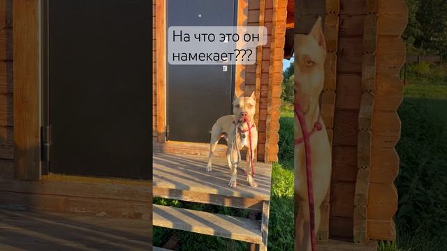 Печенька намекает  #ЧенькаПеченька #питбульПеченька #Печенька #питбуль #пит #dog #pitbull #собака