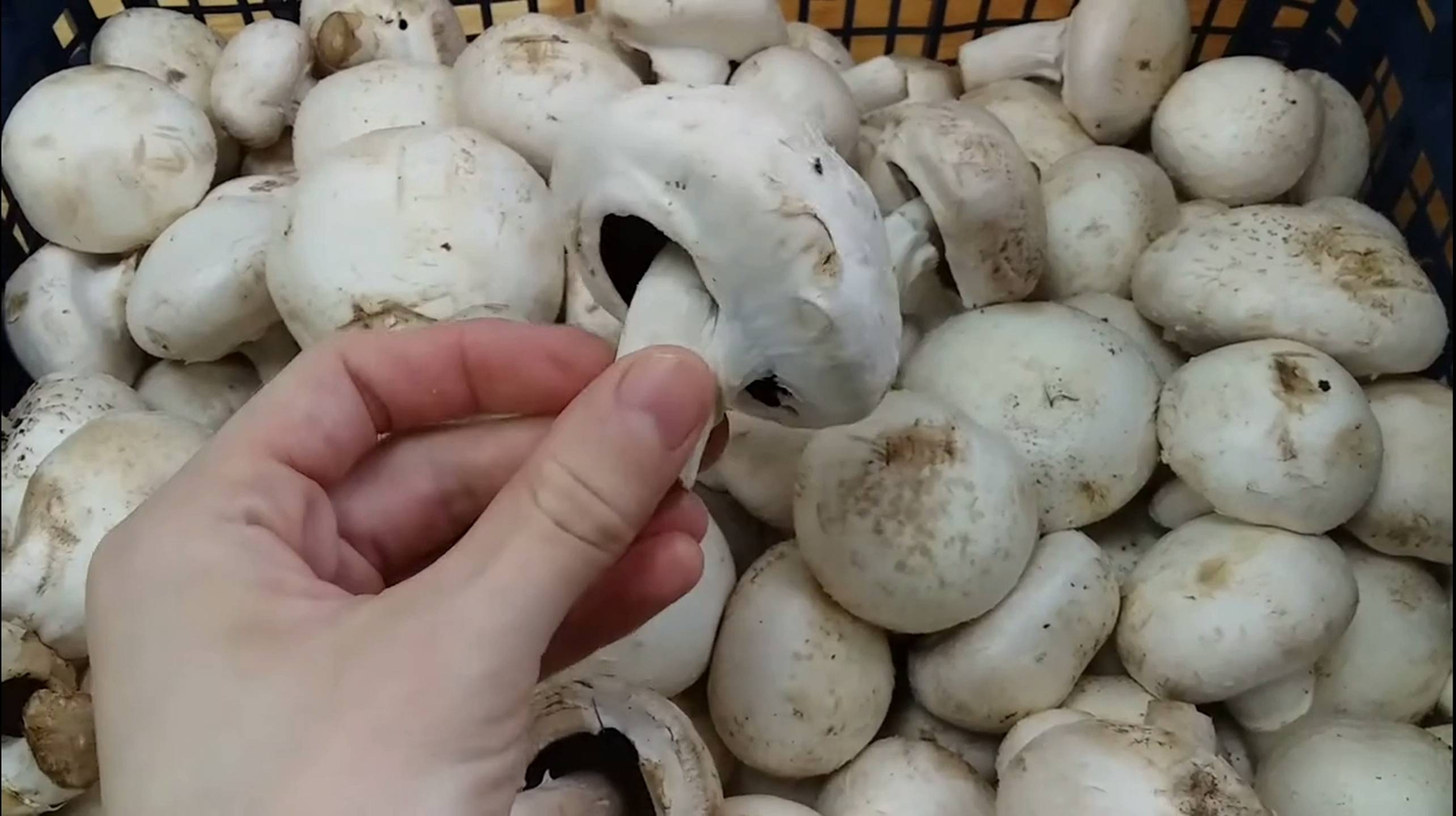 Грибы для жарки..
