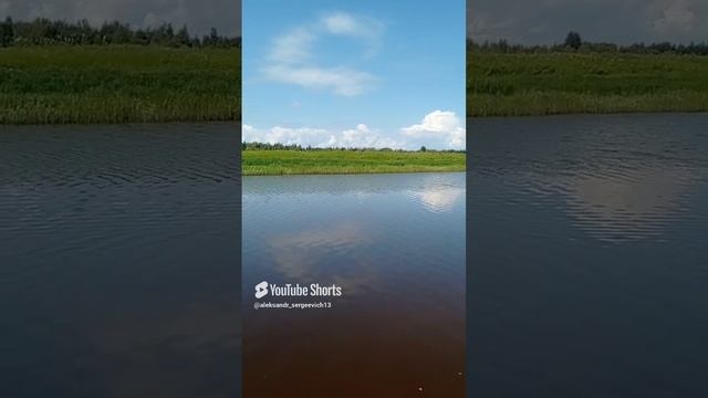 Утка с утятками плывут по нашей реке