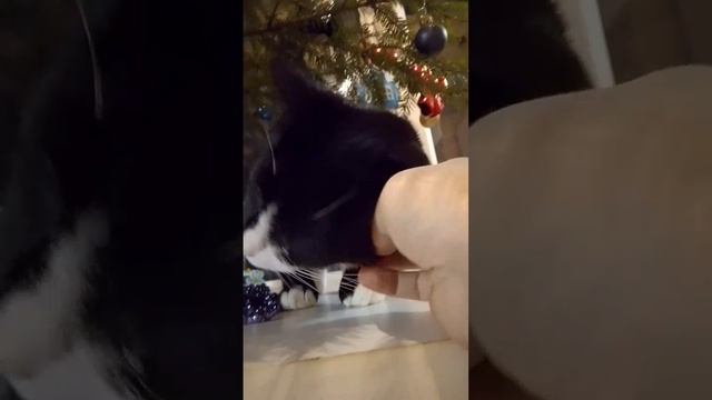 Место под елкой. Марс