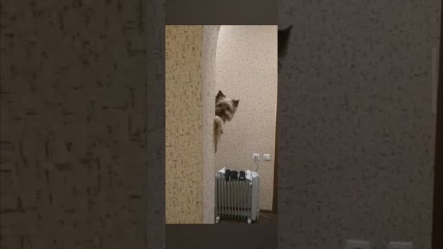 Ку-ку