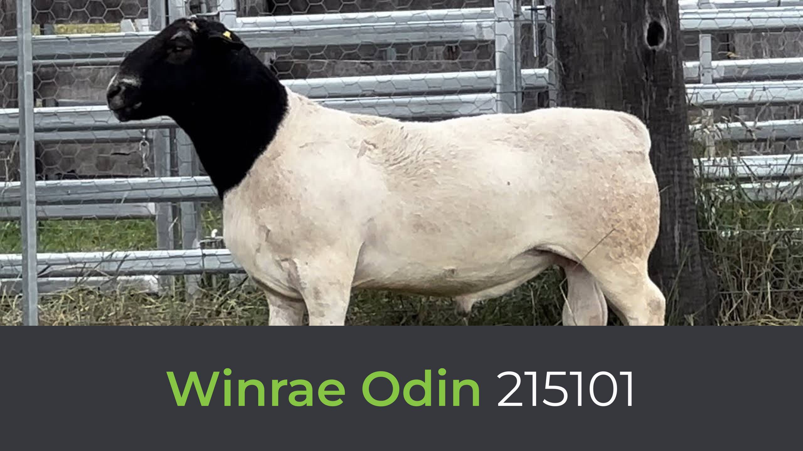Winrae Odin 215101