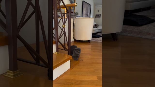 Еще один мой красавец- Шерлок. Прошу любить и жаловать!)