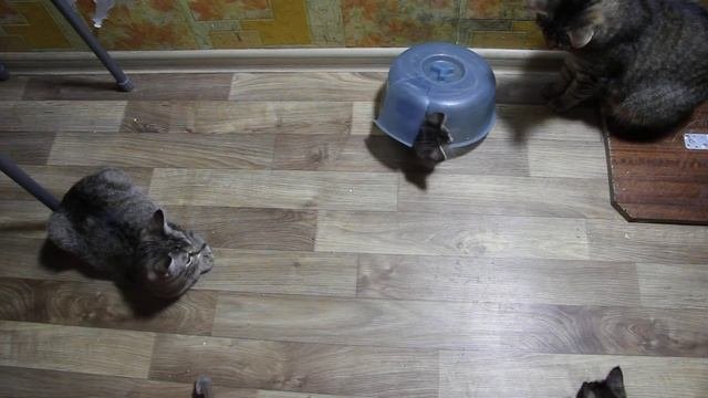 Котёнок под тазиком