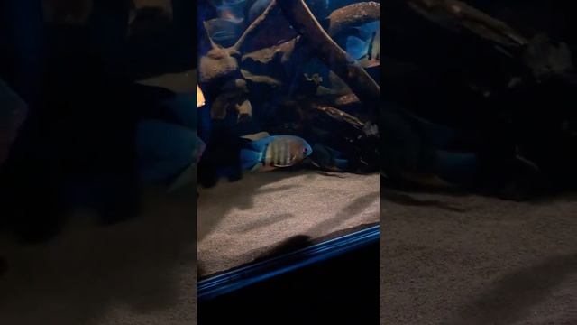 Severum fish tank