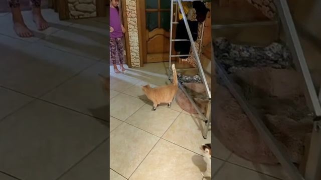 пон