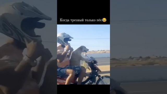 RandomVideos - самое интересное тут!