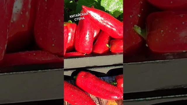 Сладкий и мегаурожайный перец - НЕ ГИБРИД!!!            КИТАЙСКАЯ СТЕНА #shortvideo #перец #shorts