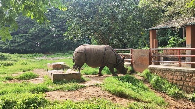 Karnataka vlog - mysore zoo animals video