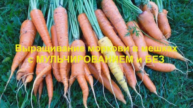 Выращивание МОРКОВИ в Каркасных КАШПО модели М9030 с МУЛЬЧИРОВАНИЕМ и БЕЗ. 2017 год.