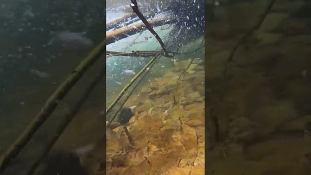 Подводная охота. Выстрел по ленку.