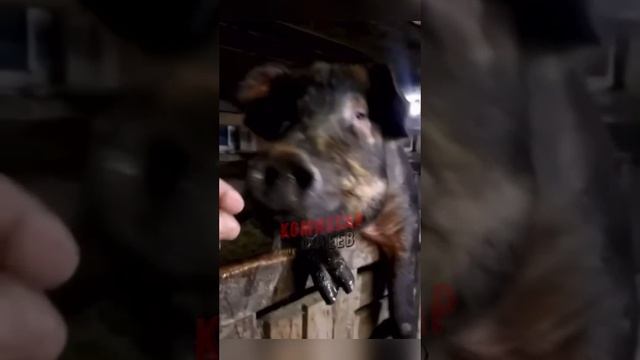 Когда националистам подвезли бухлишко на позиции🐷
