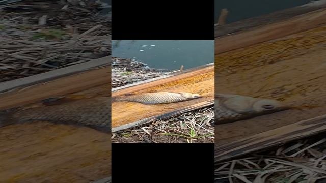Карась который не вхож в ведро.