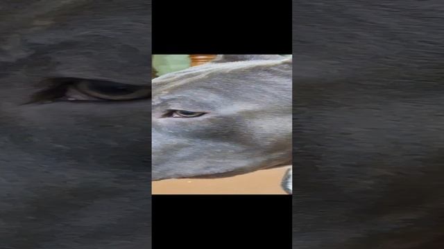 1000097037.mp4