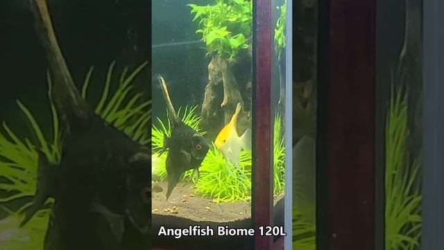 [Angelfish biome 120L] #angelfish #aquarium #water #своимируками  #deepwater