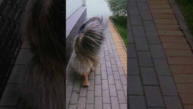 Походка от бедра.