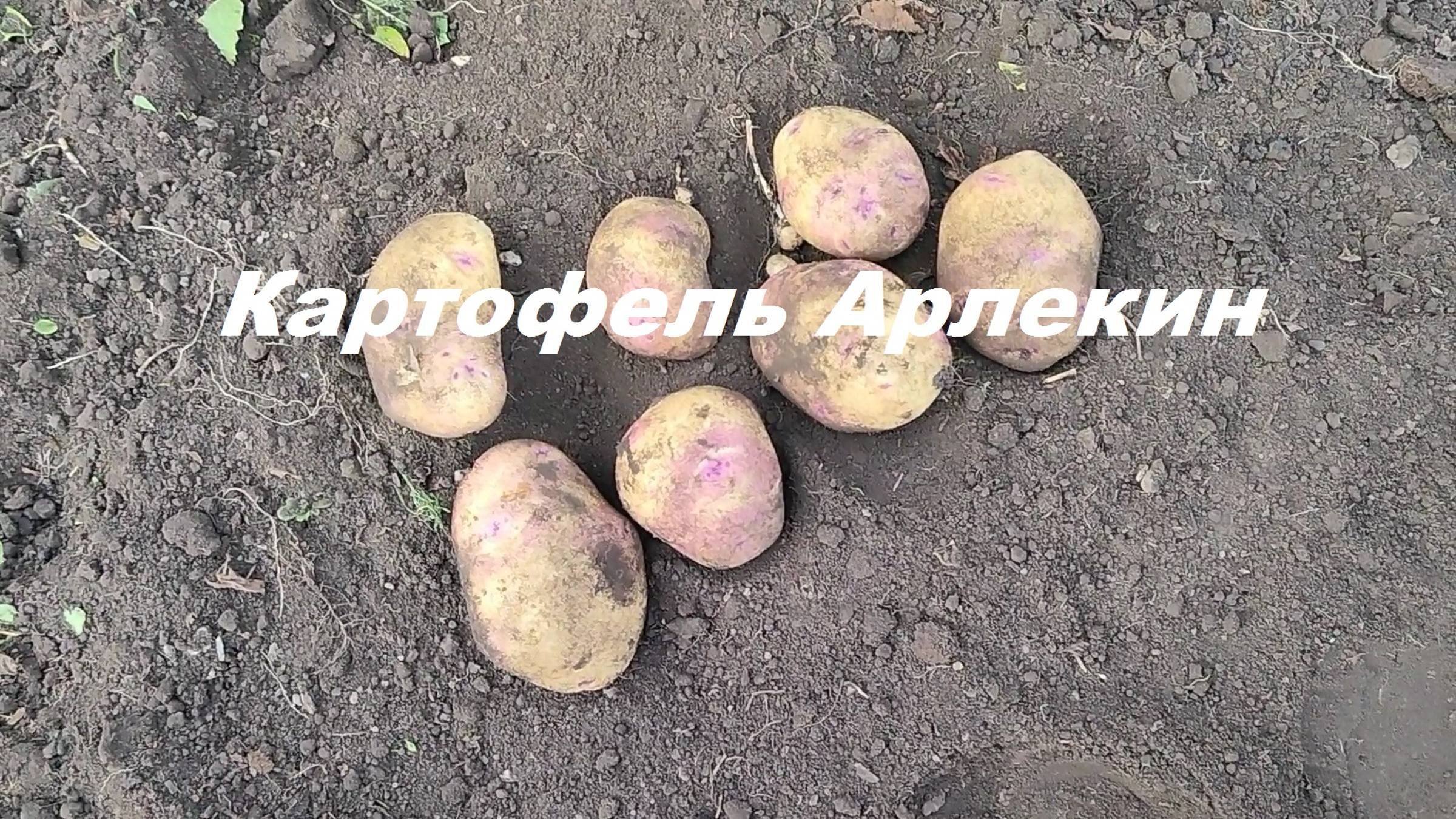 Картофель Арлекин.