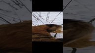 Нильс. Ищет дом.
