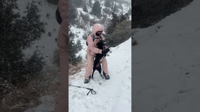 зимний Мазарджан #mountains #горы #природа #hiking #туризм #dogs #shorts #winter #snowfall #travel