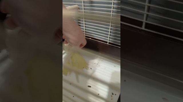 scene_output.mp4