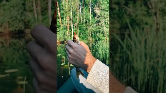 песня про рыбалку