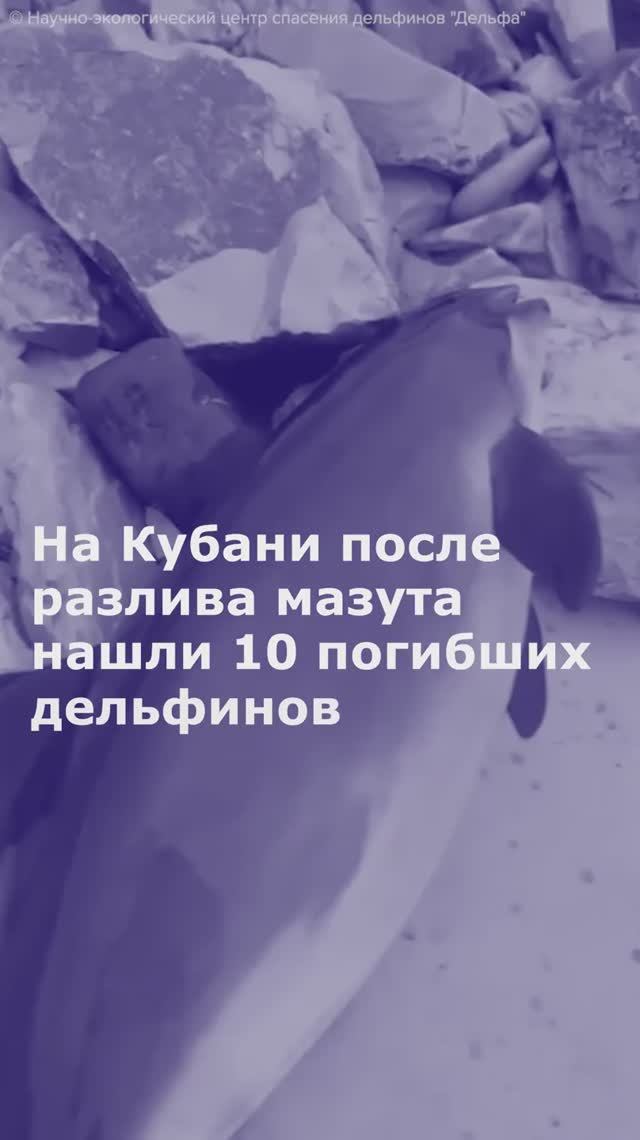 На Кубани после разлива мазута нашли 10 погибших дельфинов