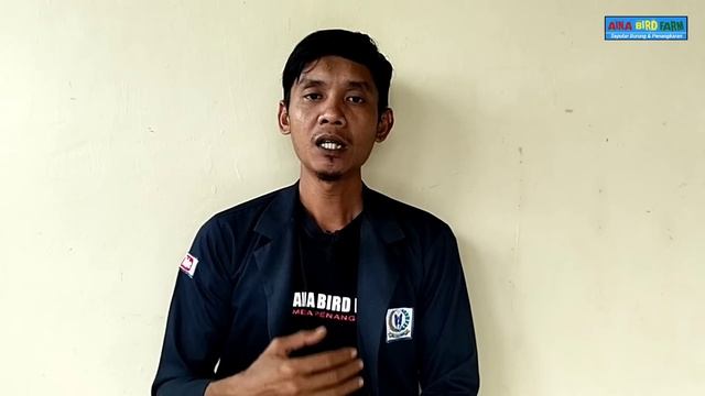 JANGAN PERNAH LAKUKAN KESALAHAN INI PADA CUCAK HIJAU