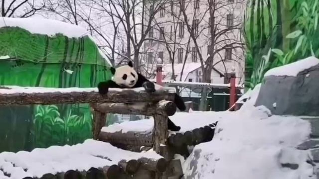 VID_20241223_212555_192.mp4